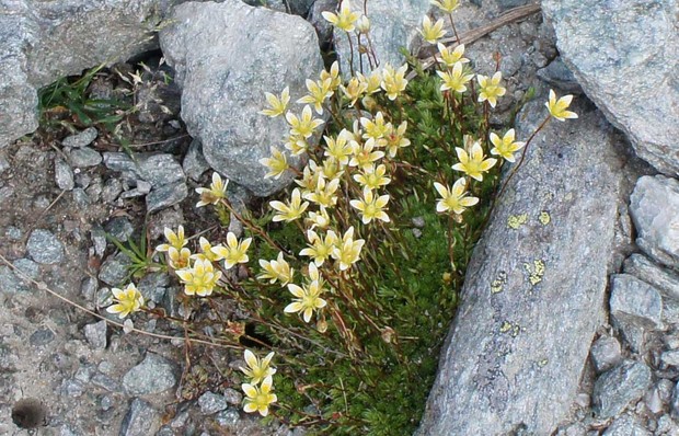 スイスアルプスの高山植物_サクシフラが・アスペラ.jpg