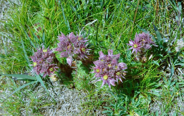 スイスアルプスの高山植物_センペルビブム・アラクノイデウム_2.jpg
