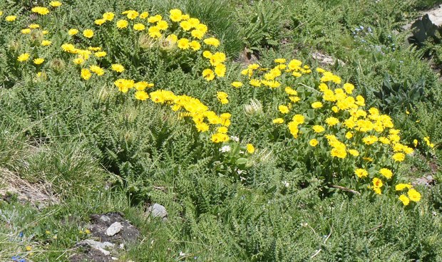 スイスアルプスの高山植物_ドロニクム・グランディフロルム_2.jpg