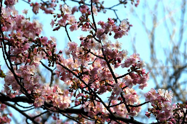 新宿御苑の早咲きの桜と梅2018_2.jpg