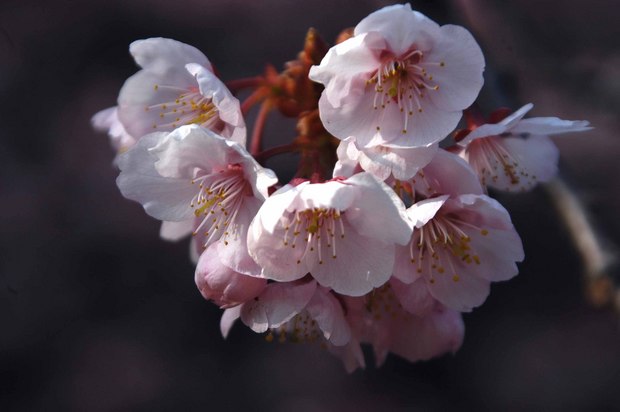 新宿御苑の早咲きの桜と梅2018_4.jpg