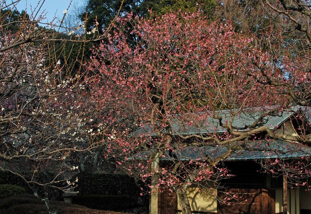 新宿御苑の早咲きの桜と梅2018_5.jpg