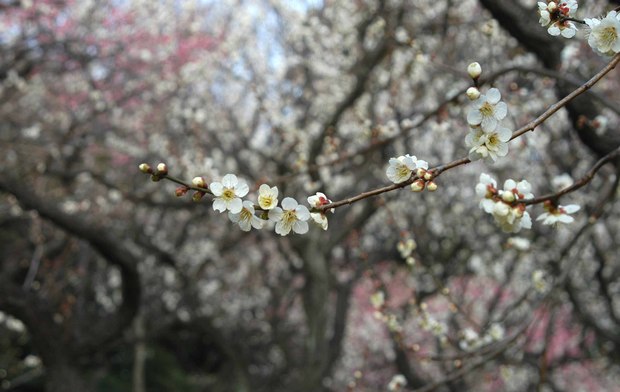 新宿御苑の早咲きの桜と梅2018_6.jpg